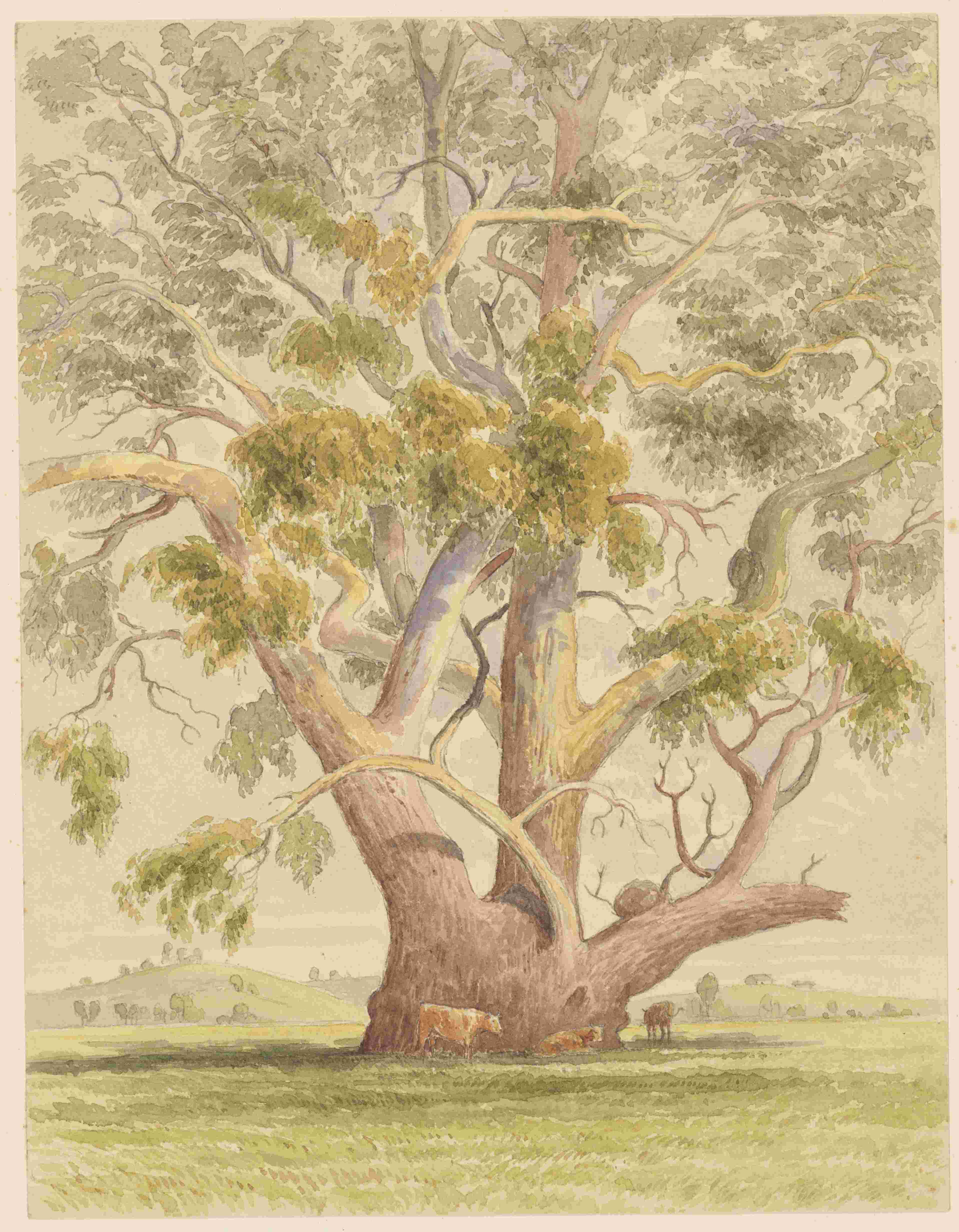 f.29 "The Monarch of Menah" A Flooded Red Gum, Menah Flat 7 miles north of Mudgee. - Presumed to be some centuries old. It was an old and vigorous tree when the first settlers in the district camped beneath it. 50 feet in girth a yard from the ground and 20 feet through. 1886. https://collection.sl.nsw.gov.au/digital/mwr0mqOpBaLdB