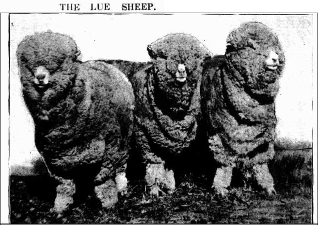 Lue Sheep 1905