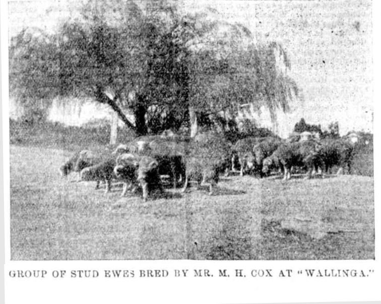 Stud ewes bred at Wallinga 1899