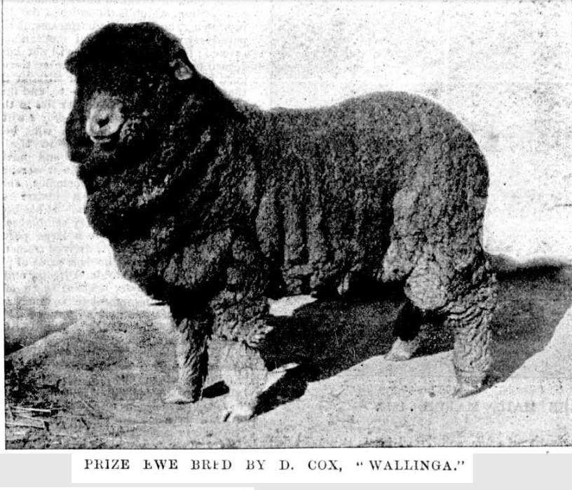 Prize ewe at Wallinga 1899