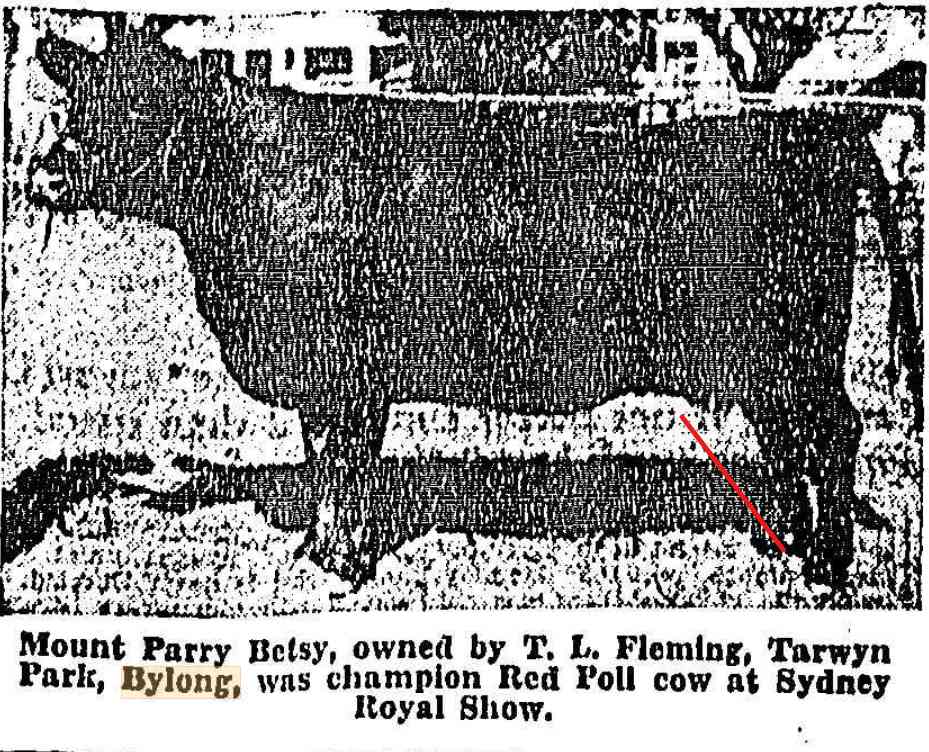 Tarwyn Park Champion Red Poll cow at Royal 1952