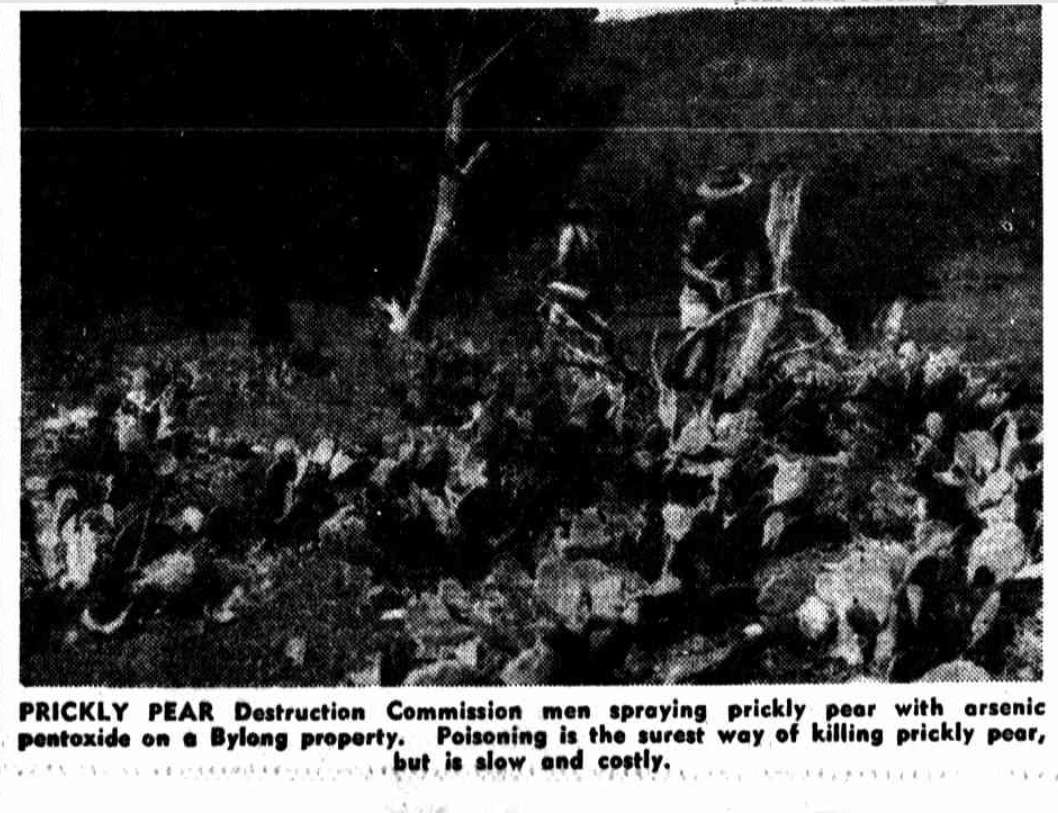 Controlling prickly pear arsenic in the Bylong Valley 1954 http://nla.gov.au/nla.news-article106915665