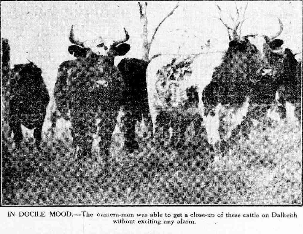 Dalkeith cattle 1927 http://nla.gov.au/nla.news-article246407288