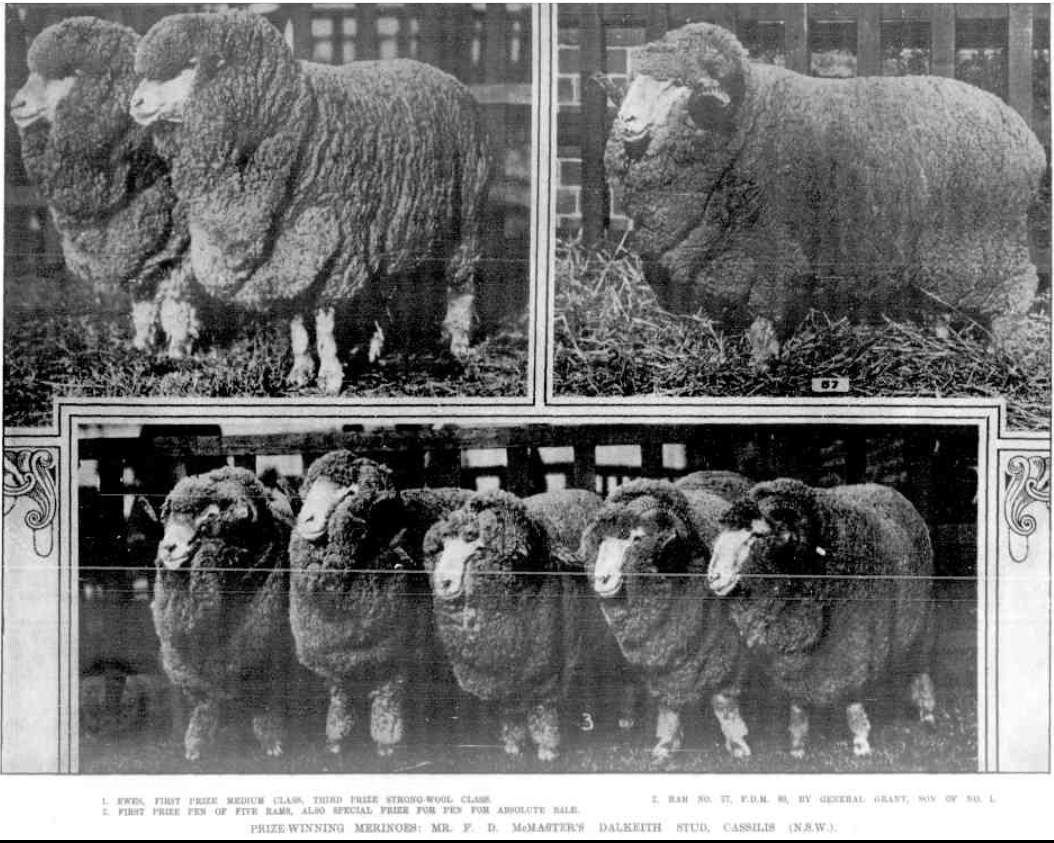 Dalkeith prize winning merinos 1924 http://nla.gov.au/nla.news-article140757315