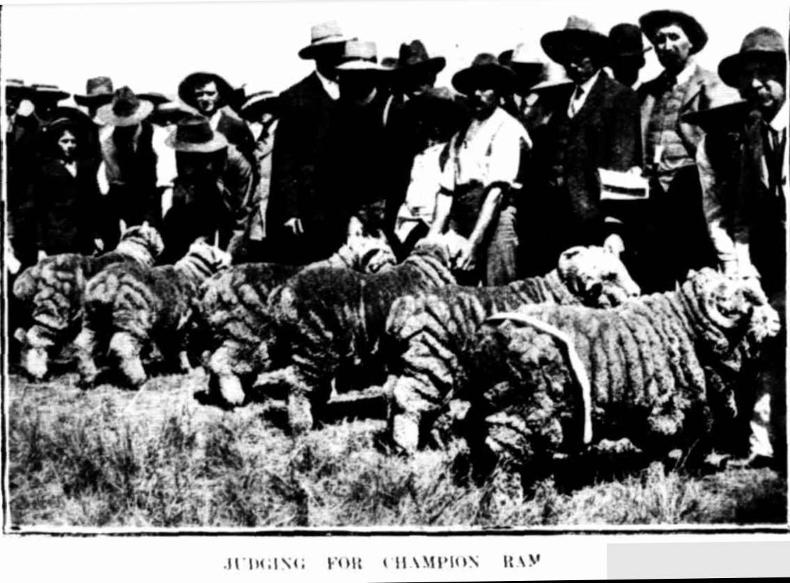 Judging Champion Ram Mudgee Show 1907