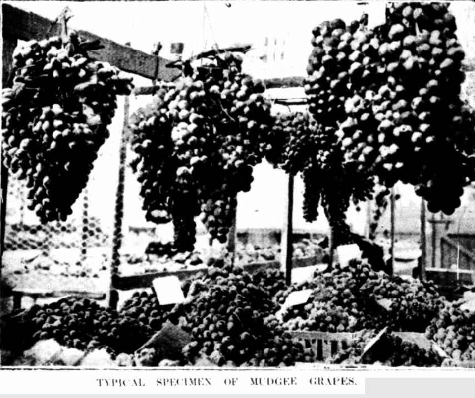 Mudgee Show grape exhibit 1907