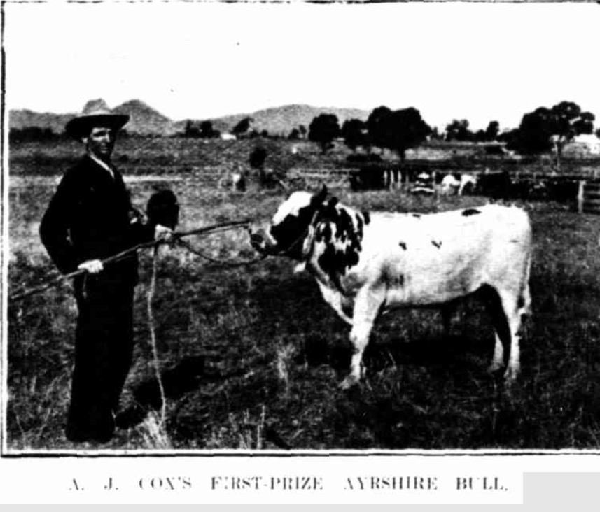 Mudgee Show First Prize Ayrshire Bull 1907