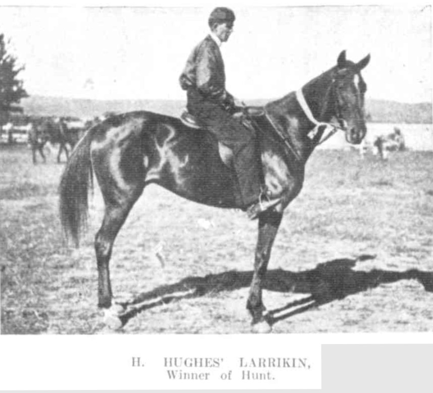 Gulgong Show 1909 Winner of Hunt H Hughes Larrikan http://nla.gov.au/nla.news-article163289040