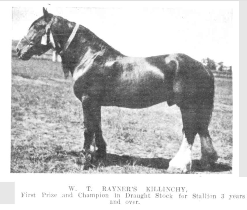 Gulgong Show 1909 Champion Draught Stock Stallion http://nla.gov.au/nla.news-article163289040