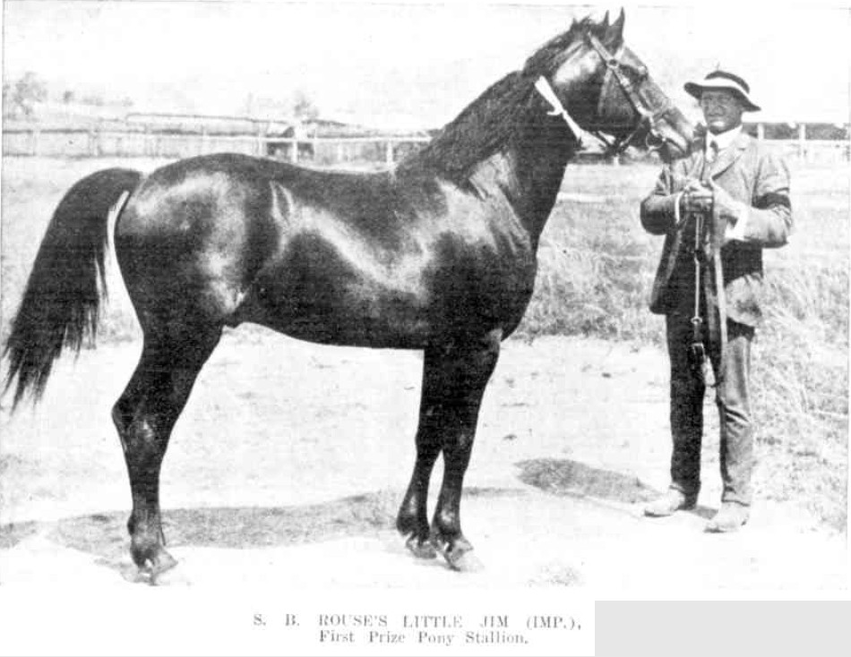 Gulgnog Show 1909 First Prize Pony Stallion http://nla.gov.au/nla.news-article163289040