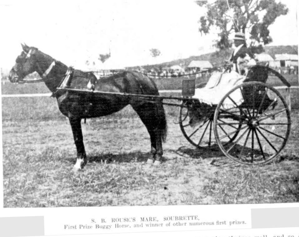 Gulgong Show 1909 First Prize Buggy Horse http://nla.gov.au/nla.news-article163289040