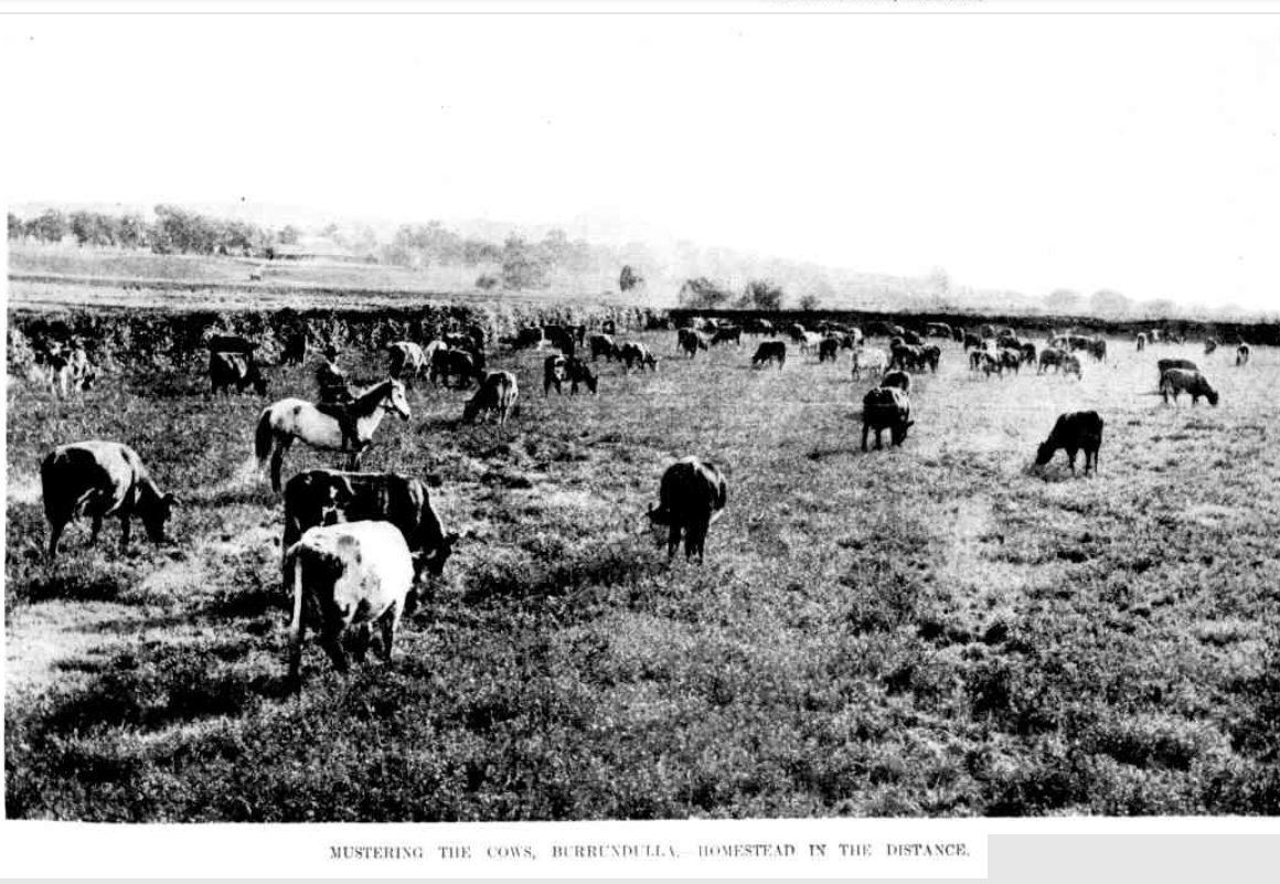 On the Lucerne Flats, Burrundulla 1904 http://nla.gov.au/nla.news-article163988411