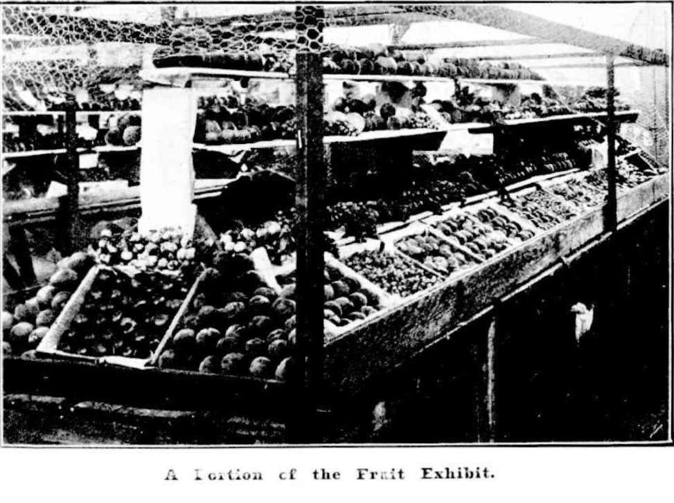 Portion of the Fruit Exhibit Mudgee Show 1909