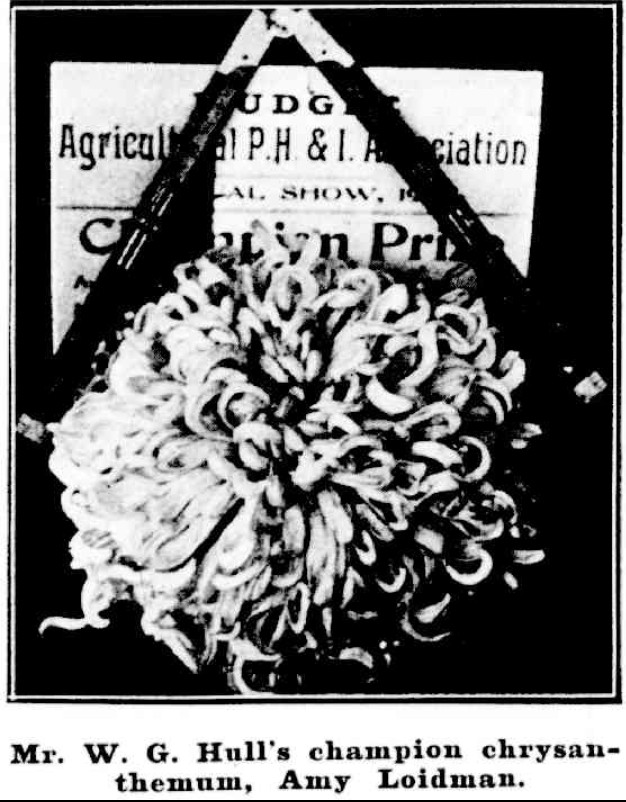 Mr W G Hull's champion chrysanthemum, Amy Loidman, Mudgee Show 1909