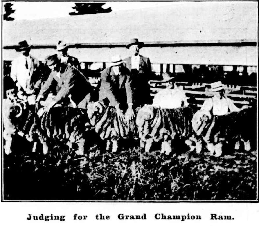 Judging the Grand Champion Ram Mudgee Show 1909