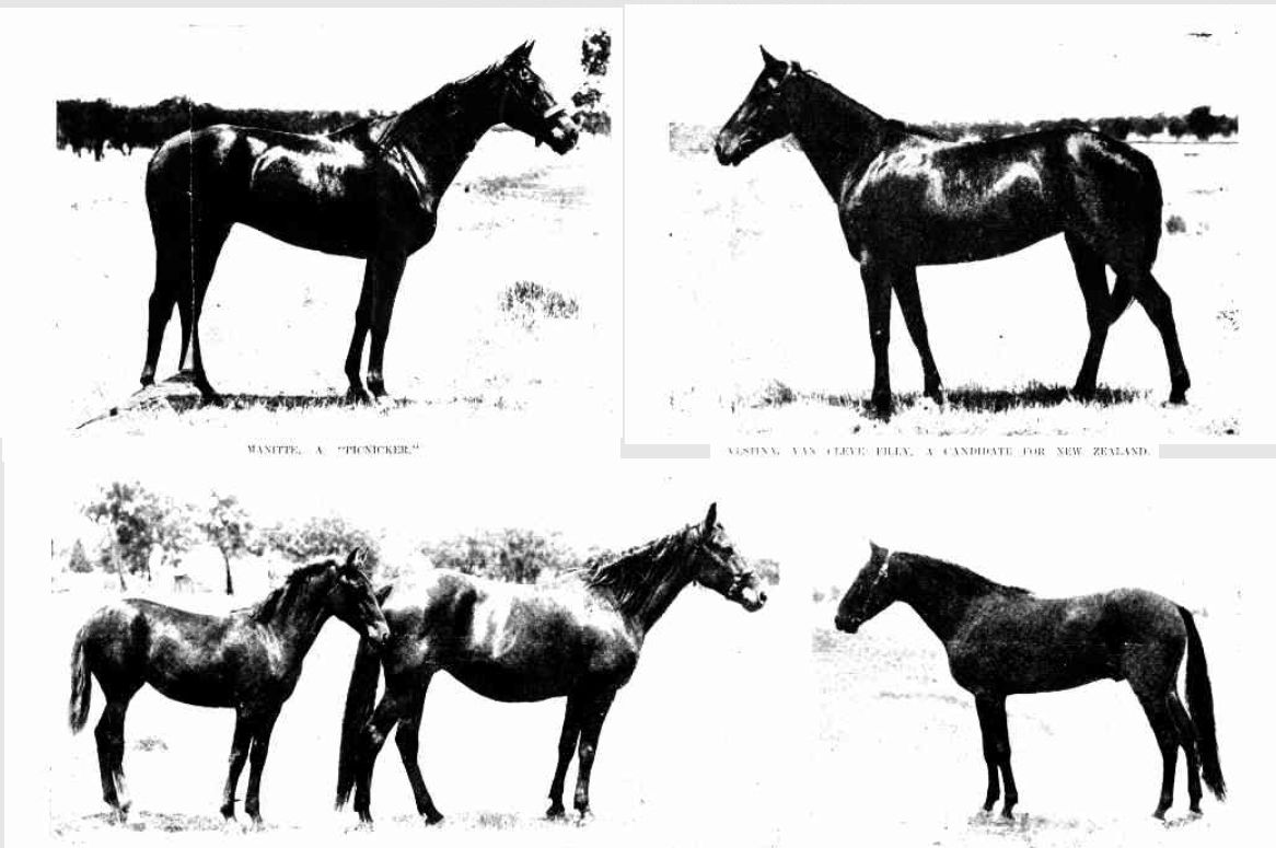 Pine Ridge Horses 1905