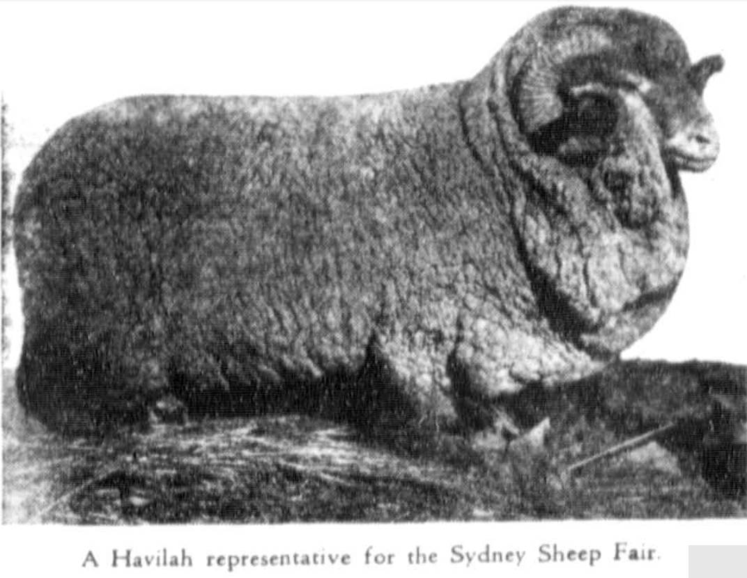 Havilah Ram for the Sydney Sheep Fair 1939