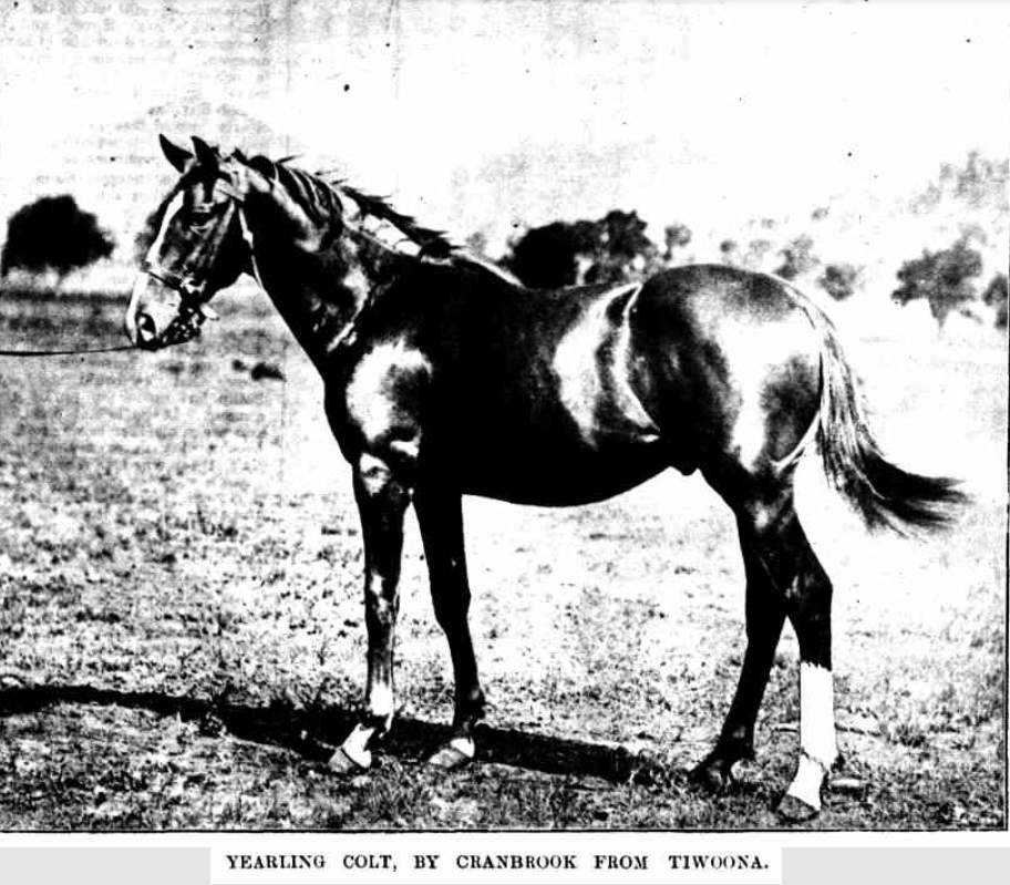 Yearling colt by Cranbrook from Tiwoona 1898