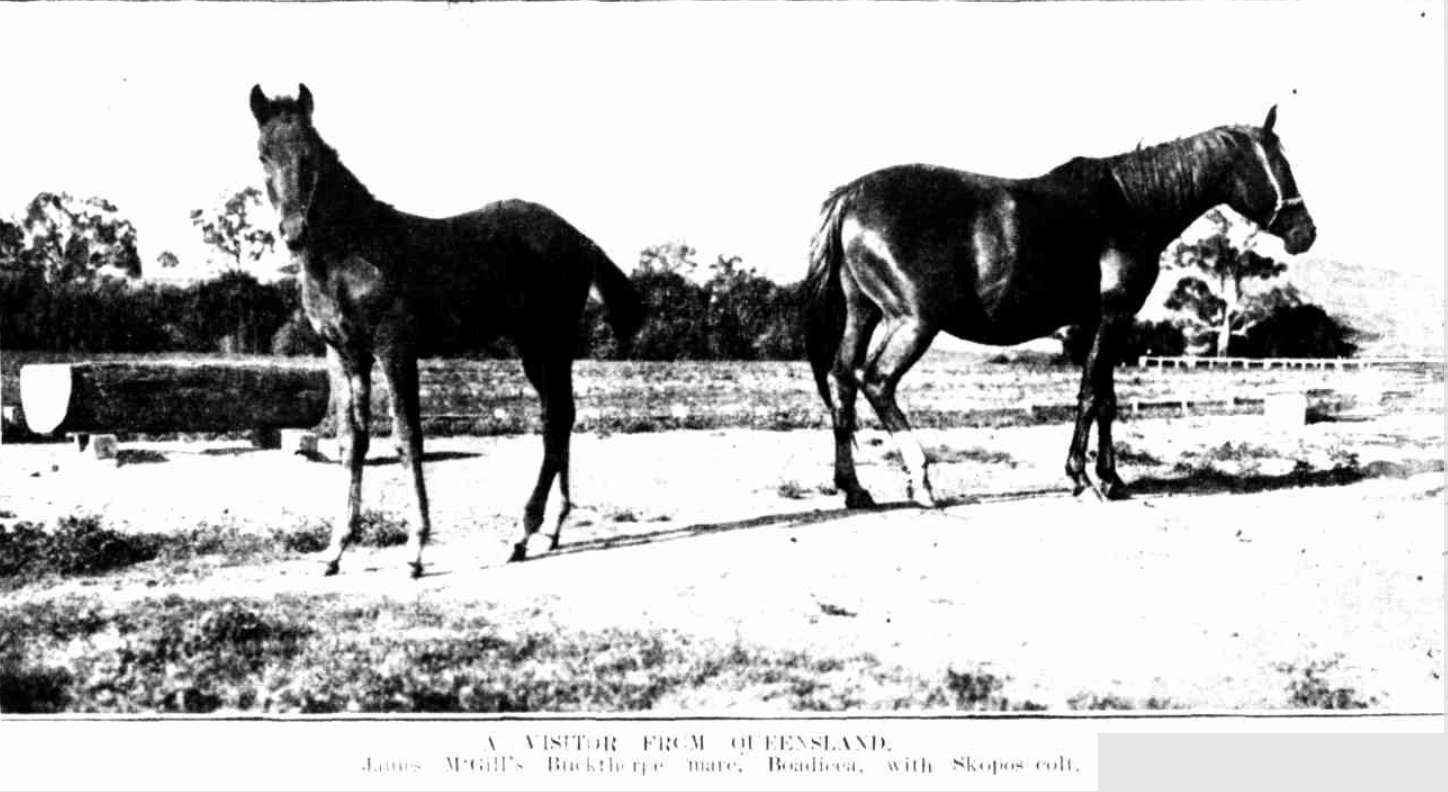 A Vistor from Queensland James McGill's Buckthorpe Mare, Boadicea, with Skopos colt 1905