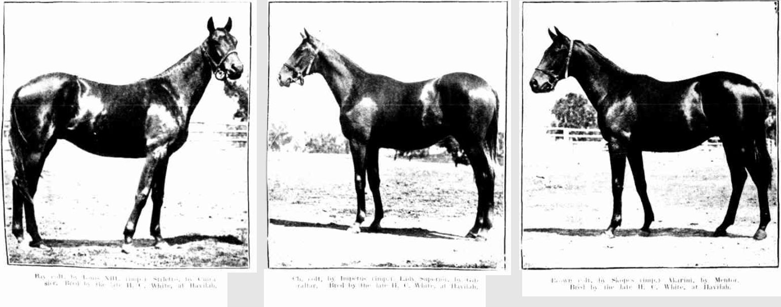 Havilah Horses bred by H C White 1905