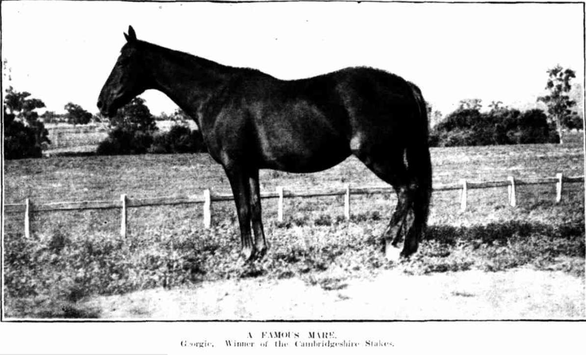 A Foums Mare. Georgie. Winner of the Cambridgeshire Stakes 1905