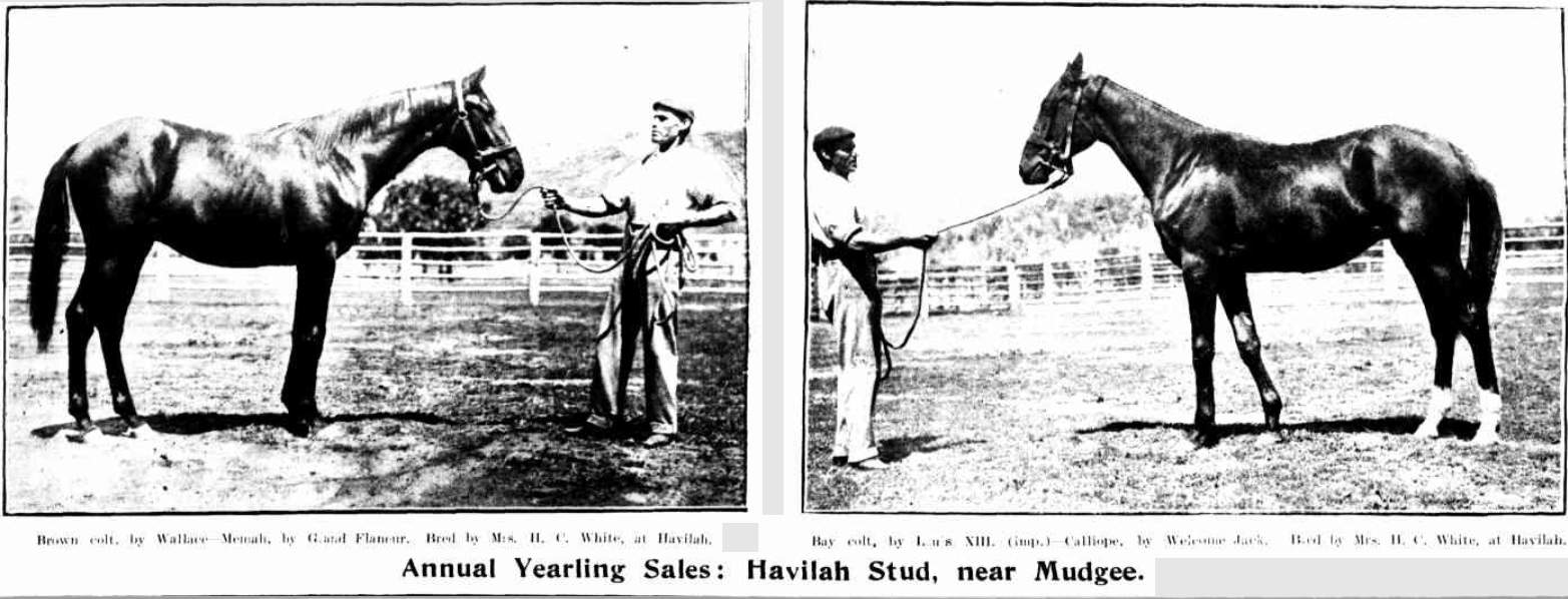 Annual Yearling Sales; Havilah Stud, near Mudgee 1905