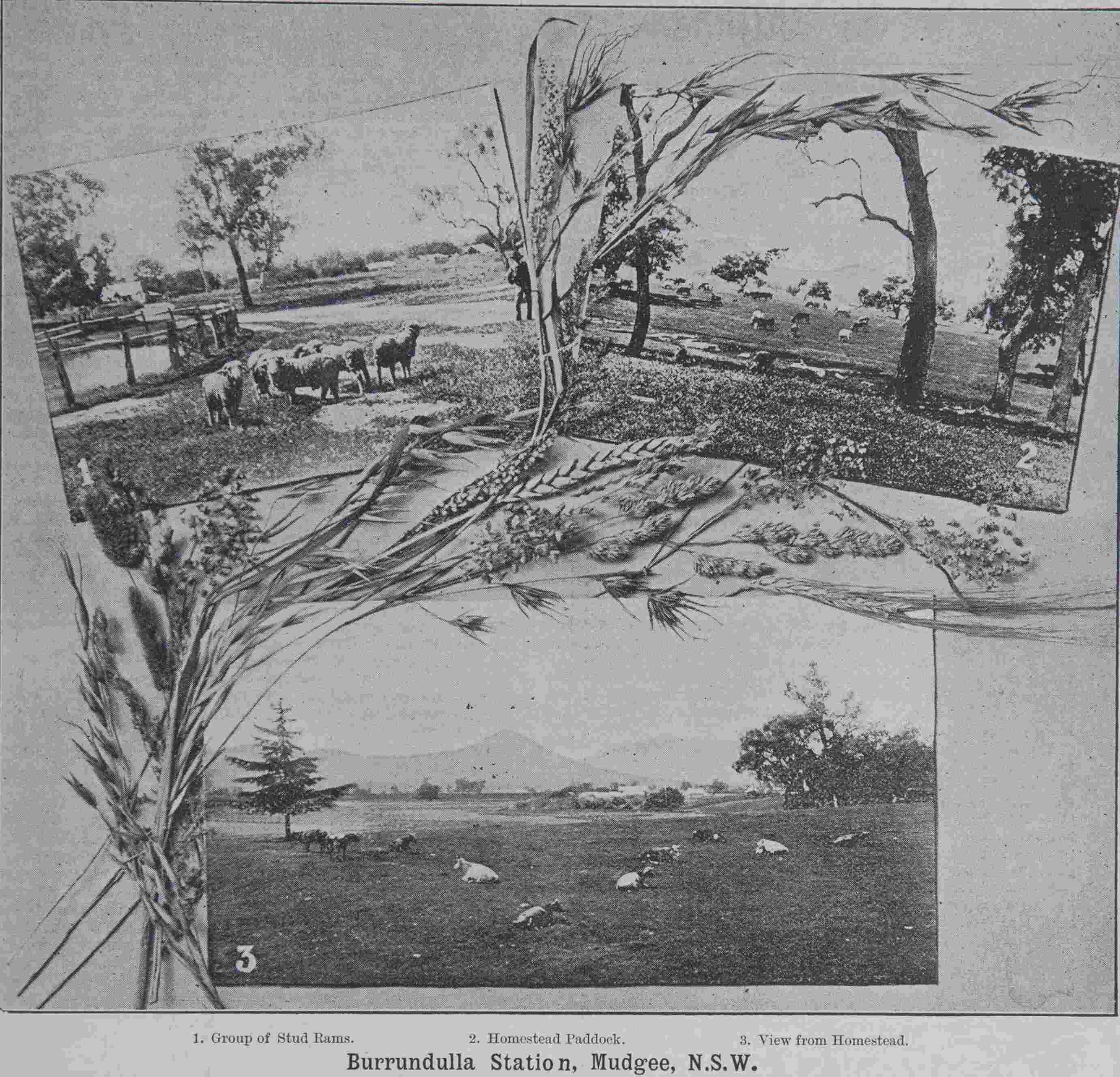 Burrundulla 1893