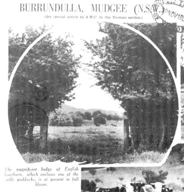 Hedge of English hawthorn around a paddock at Burrundulla 1934