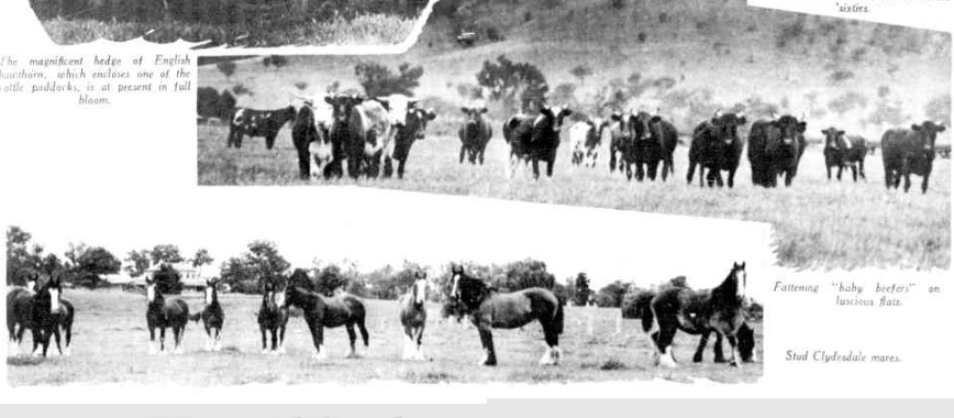 Burrundulla Heifers and Clydesdales 1934