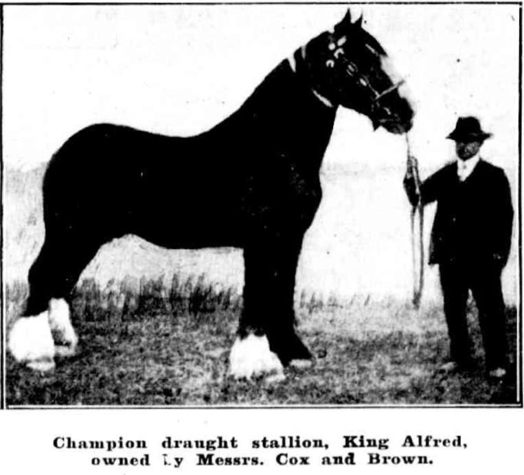 Champion Draught Stallion, King Alfred, Mudgee Show 1911