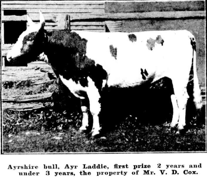 Ayreshire Bull, Ayr Laddie, first prize, Mudgee Show 1911