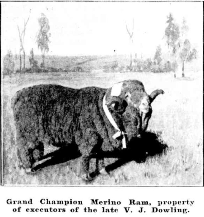 Grand Champion Merino Ram, Mudgee Show 1911