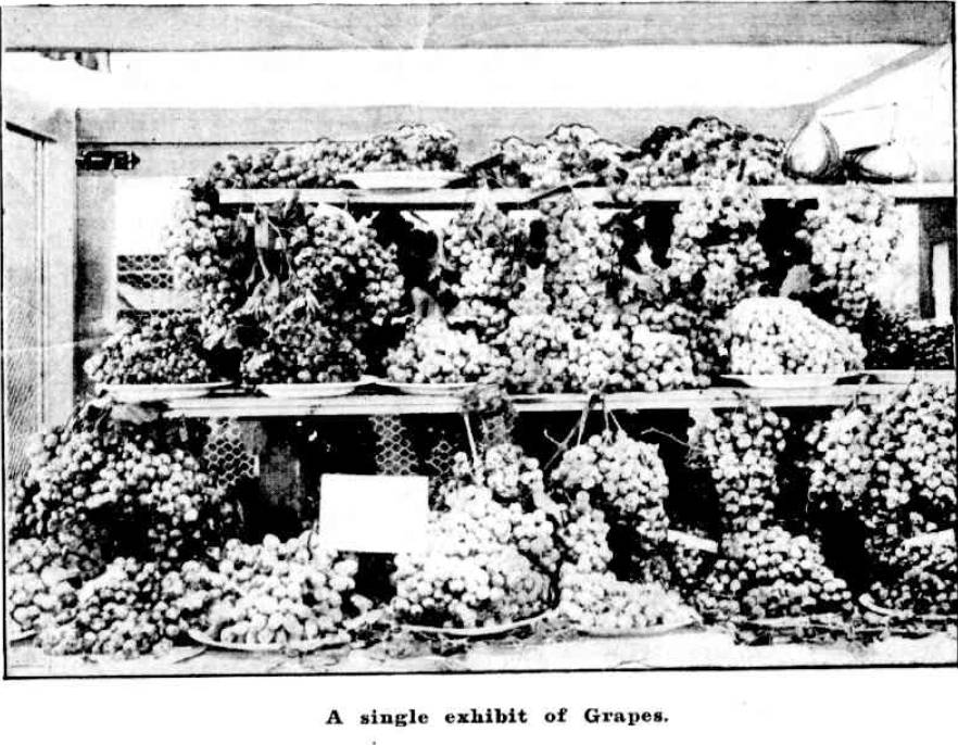 Single Grape Exhibit, Mudgee Show 1911