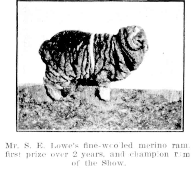 Champion Ram 1908