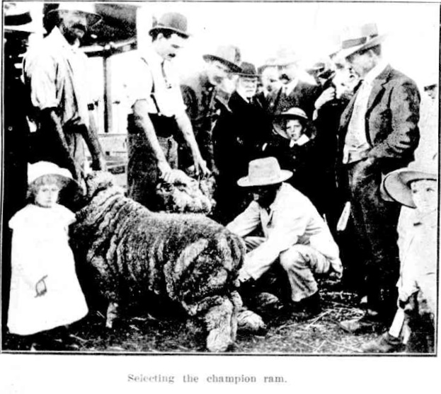 Selecting the Champion Ram 1908