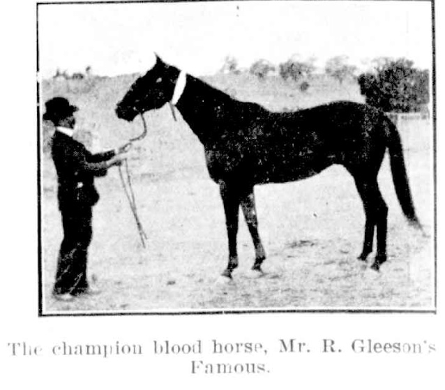 Champion Blood Horse 1908