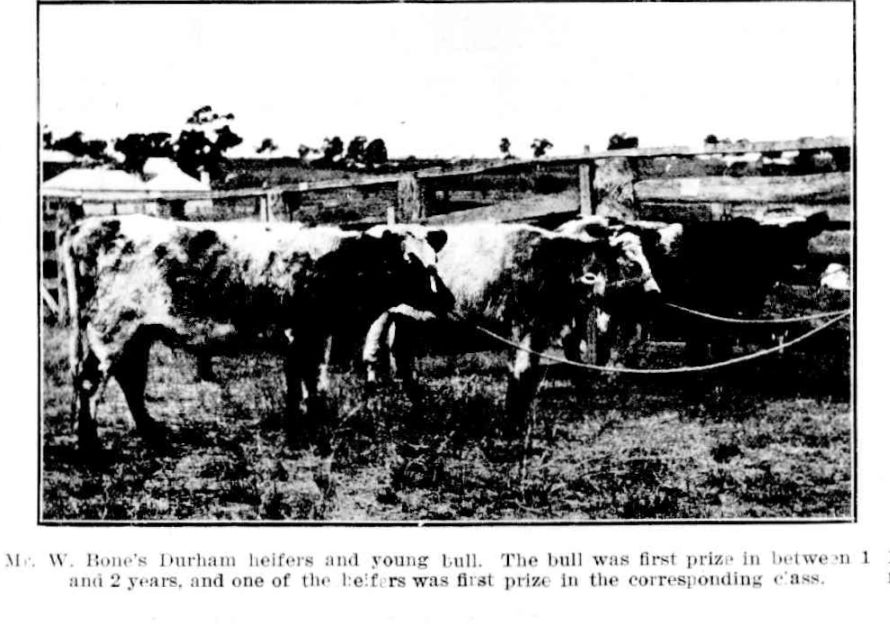 Durham Heifers and Bull 1908