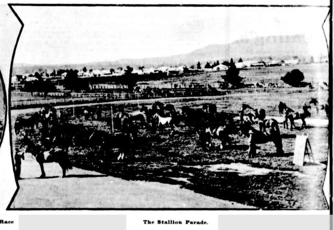 Stallion Parade 1905