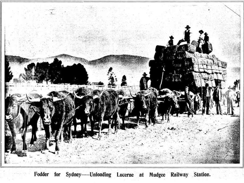 Unloading Lucerne at Mudgee Railway Station 1907