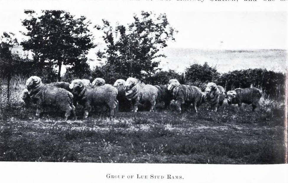 Group of Lue Stud Rams 1907