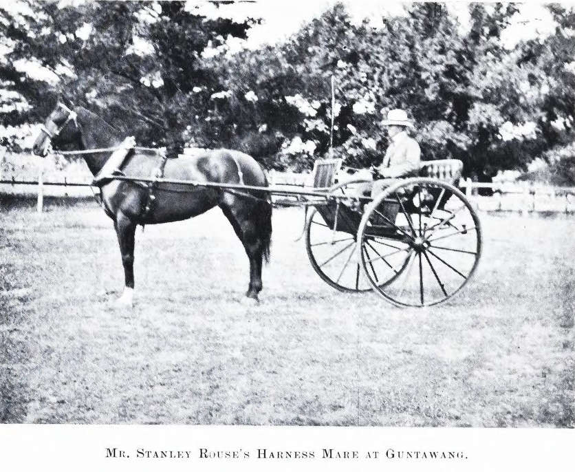 Stanley Rouse's Harness Mare, Guntawang, 1907