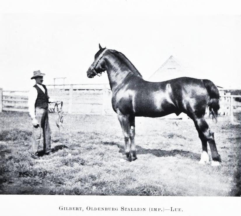 Gilbert, Oldenburg Stallion (IMP) Lue Station 1907