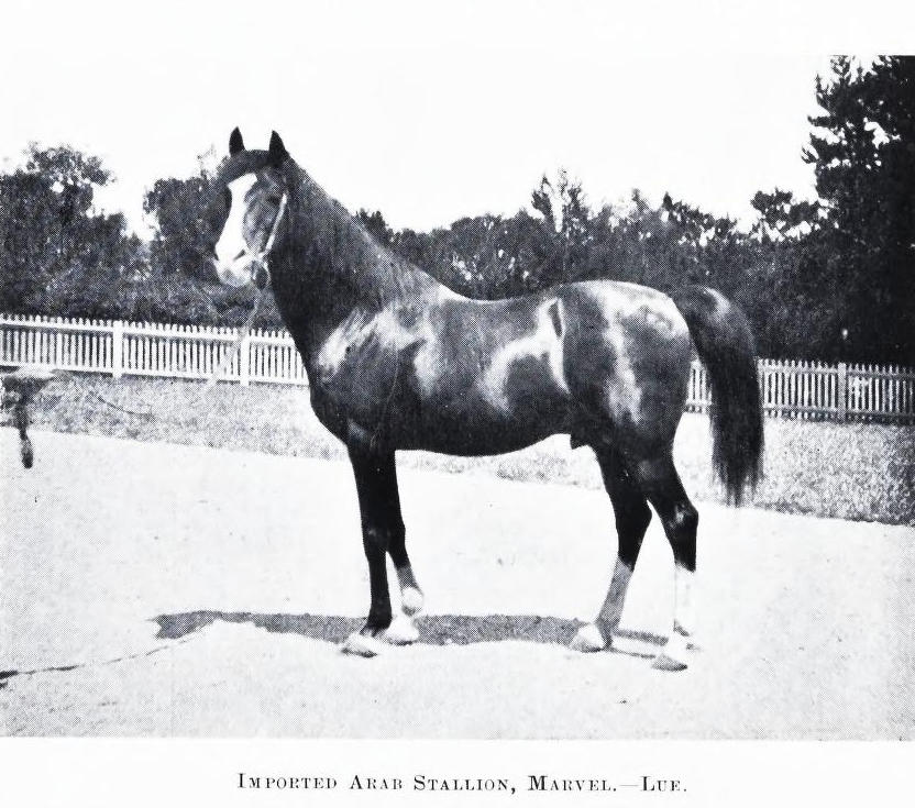 Imported Arab Stallion Lue Station 1907