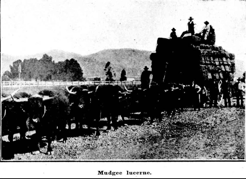 Burrundulla Lucerne Flats, Mount Frome in background 1917