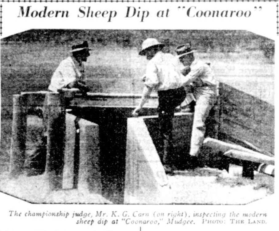 Coonaroo Sheep Dip 1937