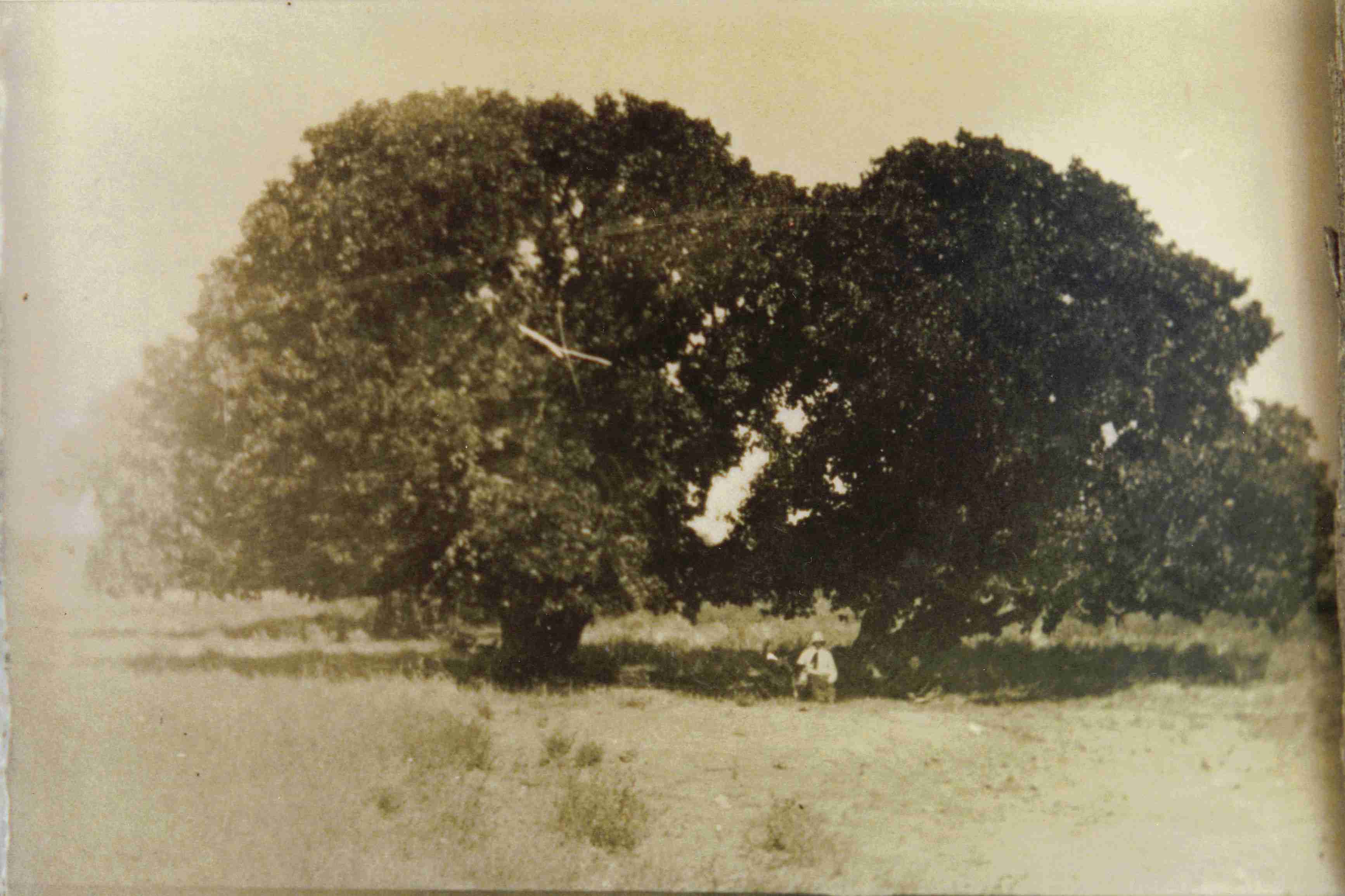  Mulberry trees at Deridgeree