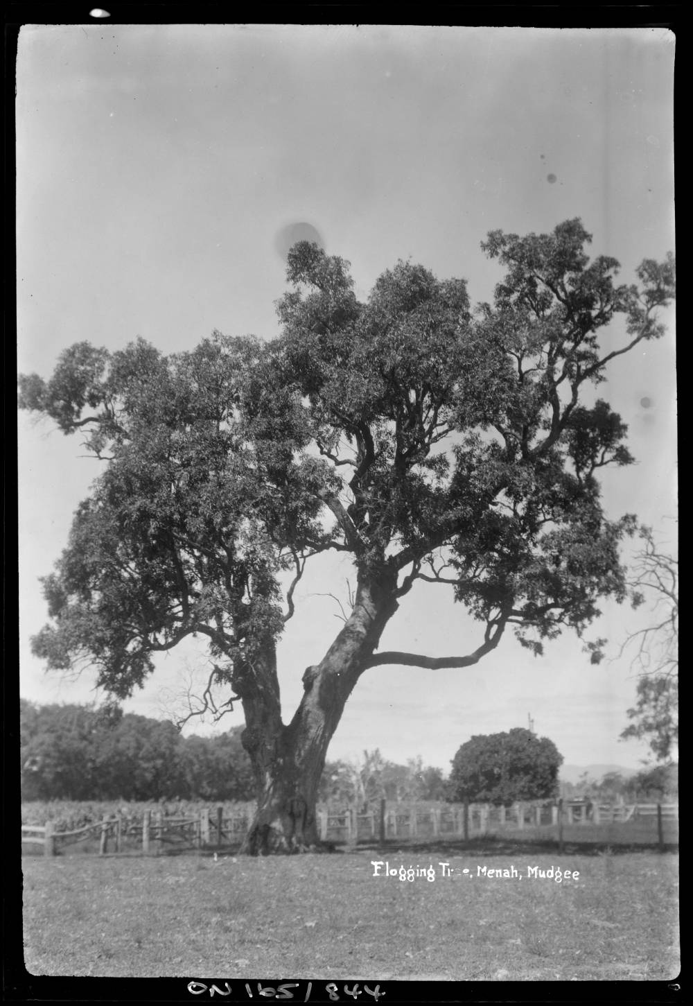 Flogging Tree Menah