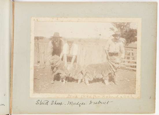 Kaludabah Stud sheep 1913