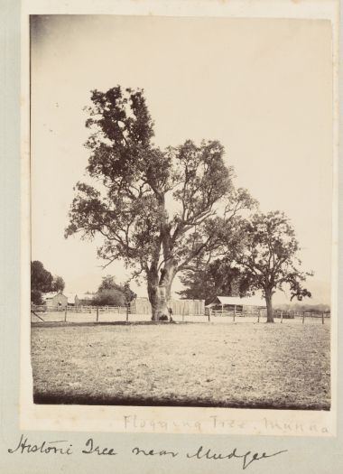 Flogging tree Menah 1913