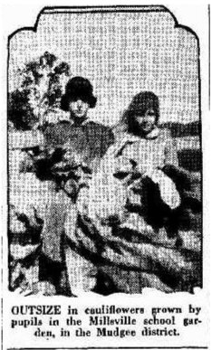 Millsville School Big Cauliflowers 1931